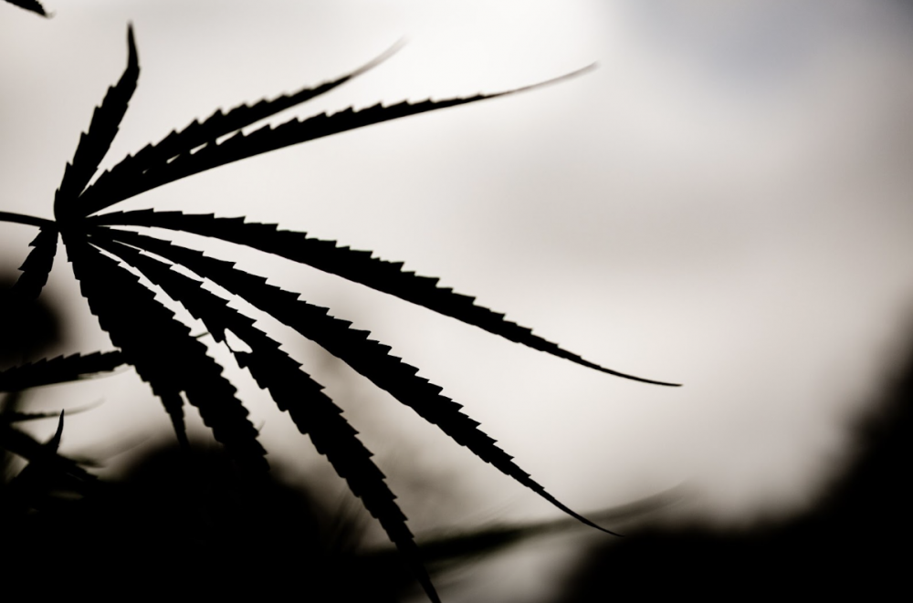 Текстиль из конопли